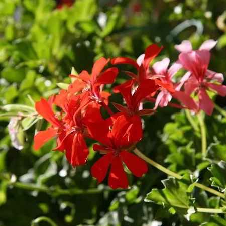 Logis Restaurant Les Geraniums 3* Le Barroux